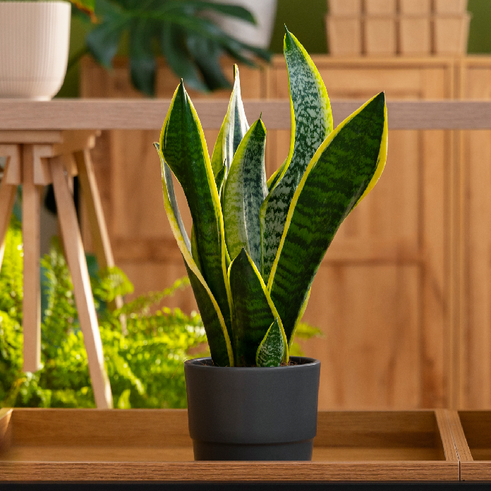 Indoor Plants